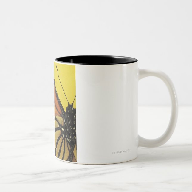 Taza Bicolor Ala de una mariposa (Derecha)