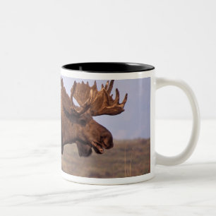 Taza Bicolor alce, Alces alces, toro con grandes cuernos