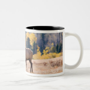 Taza Bicolor Alces en el Parque Nacional de las Montañas Rocosa