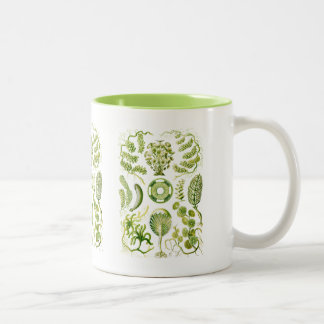 Taza Bicolor Algas