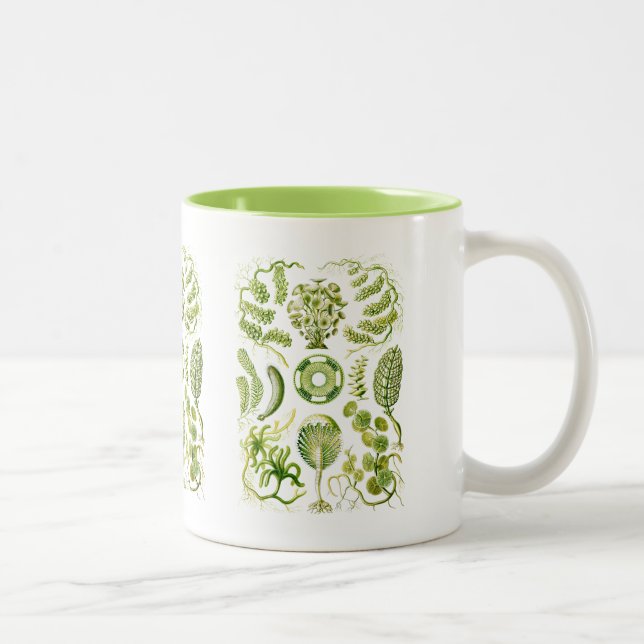 Taza Bicolor Algas (Derecha)