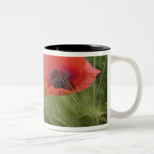 Taza Bicolor Amapola roja, Toscana, Italia