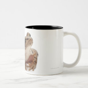 Taza Bicolor Amarre la rana - arvalis del Rana