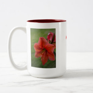 Taza Bicolor Amaryllis