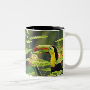 Taza Bicolor América Central, Honduras. Tucán pico canoa