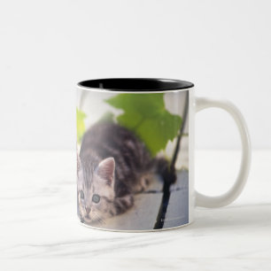 Taza Bicolor Americano Shorthair; es el más popular y la