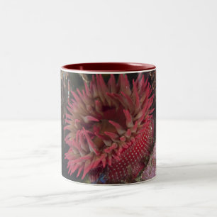 Taza Bicolor anémona color de rosa Blanco-manchada