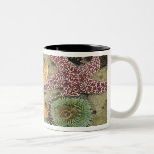 Taza Bicolor Anémonas verdes gigantes y estrellas de mar ocre