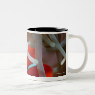 Taza Bicolor Anemonefish 2 del payaso