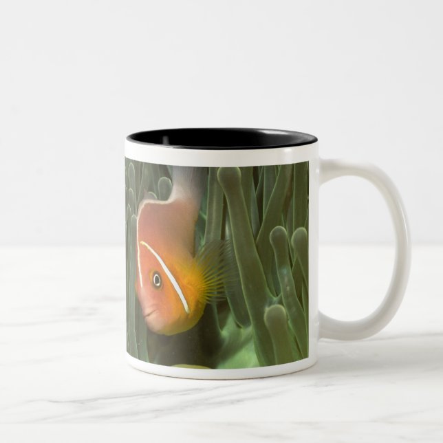 Taza Bicolor Anemonefish rosado en anémona de mar de (Derecha)
