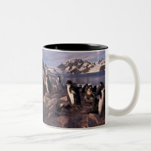 Taza Bicolor Antártida, crías de pingüino Adelie