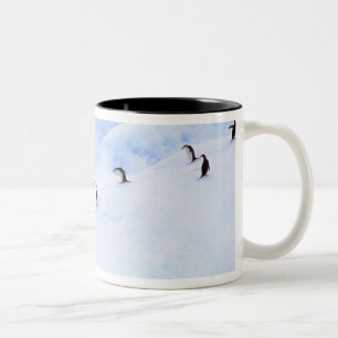 Taza Bicolor Antártida, Península Antártica. Penacho