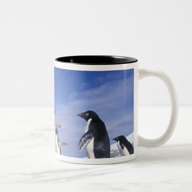 Taza Bicolor Antártida, Pingüino Adelie Pygoscelis (Derecha)