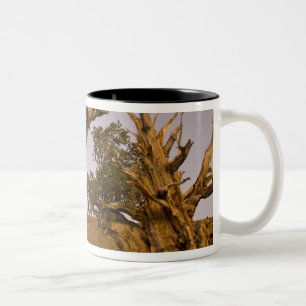 Taza Bicolor Antiguo bosque Bristlecone, Montañas Blancas, CA