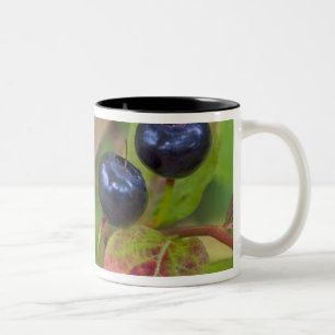 Taza Bicolor Arándanos maduros en el Flathead Nacional