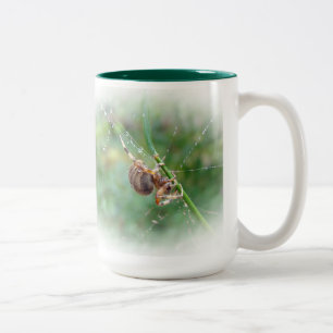 Taza Bicolor Araneus - Orb Weaver Spider