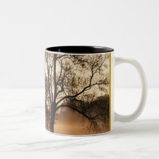 Taza Bicolor Árbol