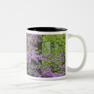 Taza Bicolor Árboles Redbud en plena floración primaveral cerca