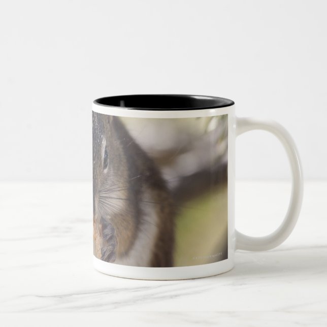 Taza Bicolor Ardilla que come un cono del pino (Derecha)