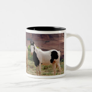 Taza Bicolor Arizona, Reserva de indios navajos, Chinle,