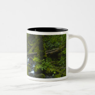 Taza Bicolor Arroyo de Bosque Lluvioso Templado en el Río Colum