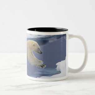 Taza Bicolor Ártico, Svalbard, Oso polar extendiéndose