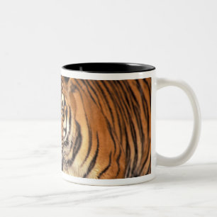 Taza Bicolor ASIA, India, Tigre de Bengala Panthera tigris)