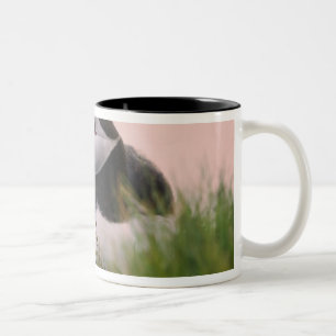 Taza Bicolor Atlético de Puffin (Fratercula arctica)