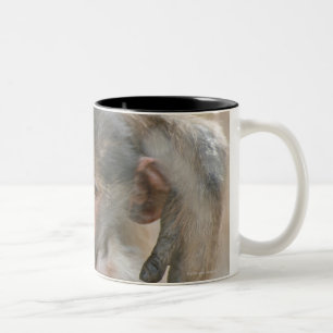 Taza Bicolor Babuino de Chacma, ursinus del Papio con los