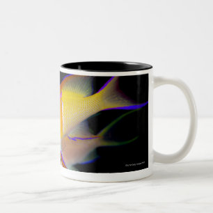 Taza Bicolor Barra blanca Anthias