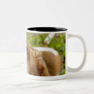 Taza Bicolor Basset Hound 2