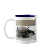 Bate marrón pequeño (Myotis lucifugus)