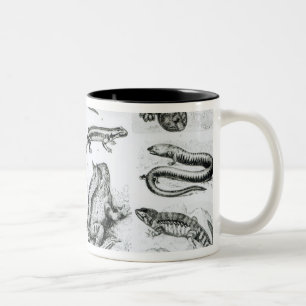 Taza Bicolor Batracios y otras anfibias