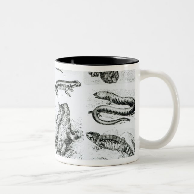 Taza Bicolor Batracios y otras anfibias (Derecha)