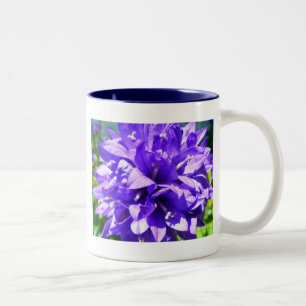 Taza Bicolor Bellflower agrupada (Campanula glomerata Superba)