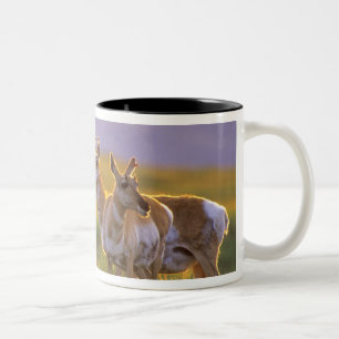 Taza Bicolor Berrendo en Montana