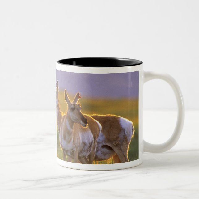 Taza Bicolor Berrendo en Montana (Derecha)