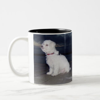 Taza Bicolor Bichons en la oscuridad