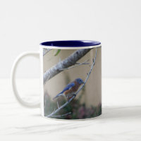Bluebird en Branch Eastern Bluebird Lovers