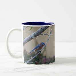 Taza Bicolor Bluebird en Branch Eastern Bluebird Lovers