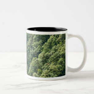Taza Bicolor Bosque Himalaya en el valle del Mangdue, Bután