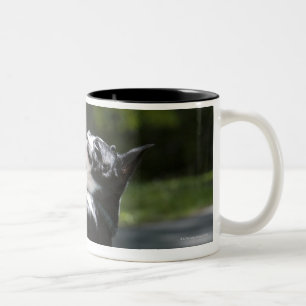Taza Bicolor Boston Terrier 2