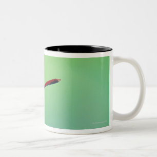 Taza Bicolor Brote de flor de Lotus y una libélula