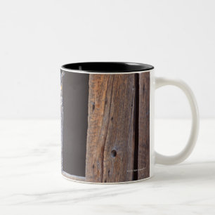 Taza Bicolor Búho encaramado en una ventana