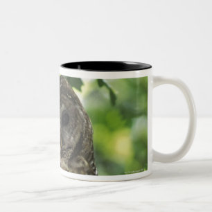 Taza Bicolor Búho manchado mexicano en perca en el roble de