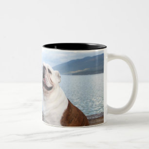 Taza Bicolor bulldog feliz que se sienta en cubierta cerca del