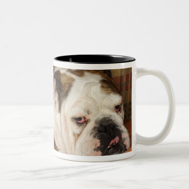 Taza Bicolor bulldog que miente en un sofá (Derecha)