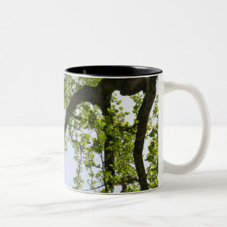 Taza Bicolor Buscando el árbol popular de primavera