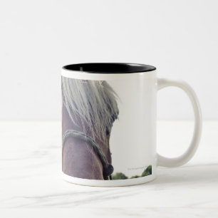 TAZA BICOLOR CABALLO DE CONDADO EN LUZ DEL SOL CON LA NARIZ
