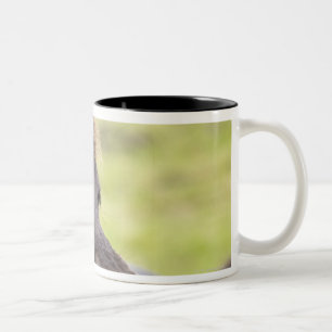 Taza Bicolor Caballo islandés con la expresión divertida